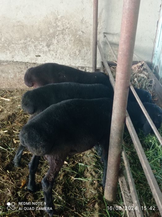 Qõchqorlar sotiladi