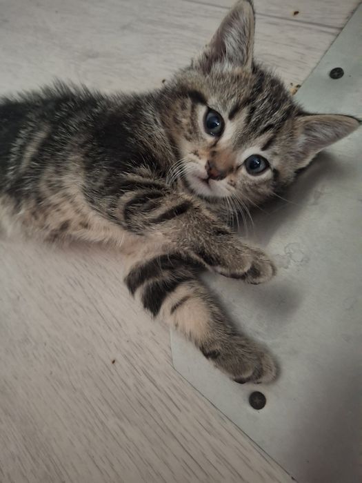 котята за 3000тг