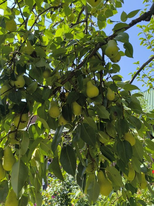 Обрезка деревьев. Обработка деревьев