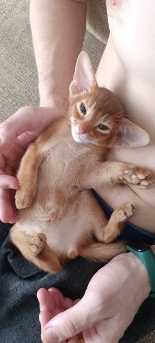 Абиссинские котята