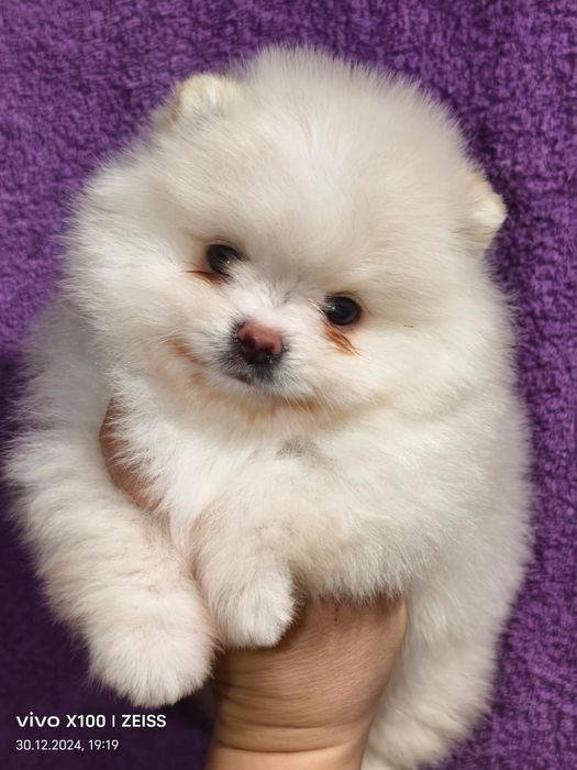 Очаровательный щенок шпица.