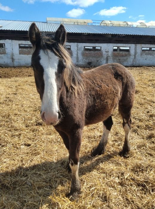 Продам 40 голов жеребчиков 2025 г.