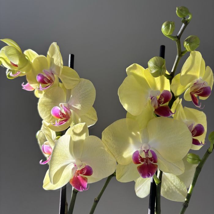 Орхидеи 70 см! На 8 марта! Нидерланды