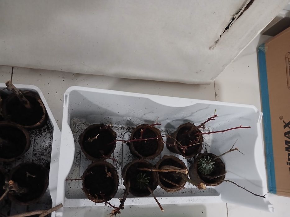 Саженцы лоток 25000