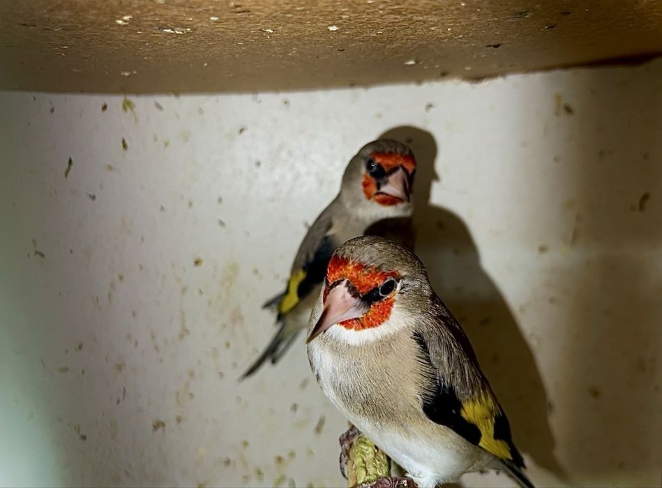 norchi sava sotiladi bishkek