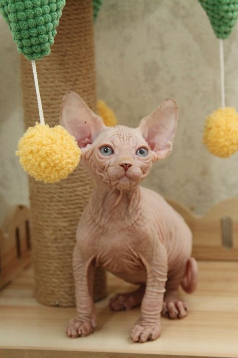 Малыши - сфинксы