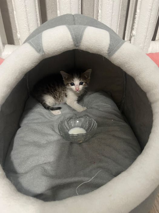 Отдам котенка мальчика