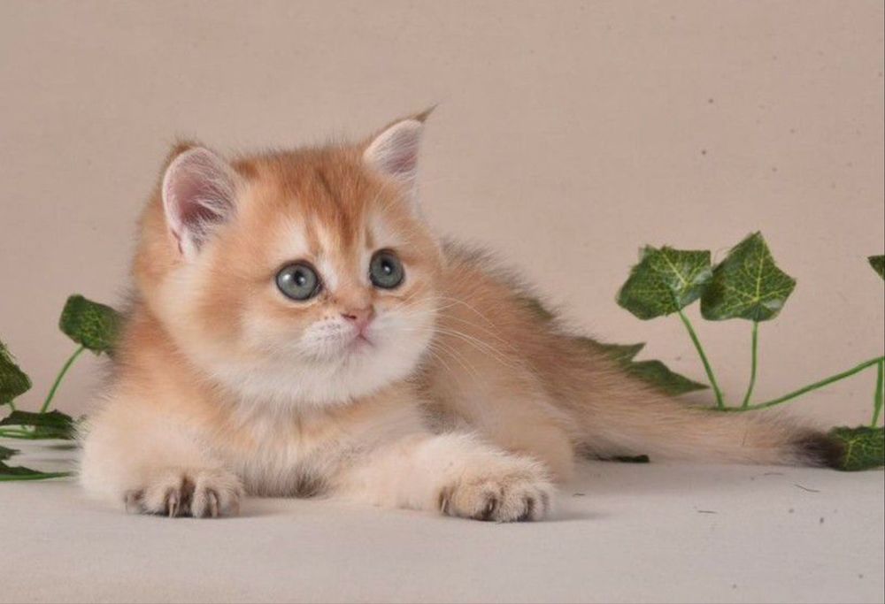 Котята золотая шиншилла