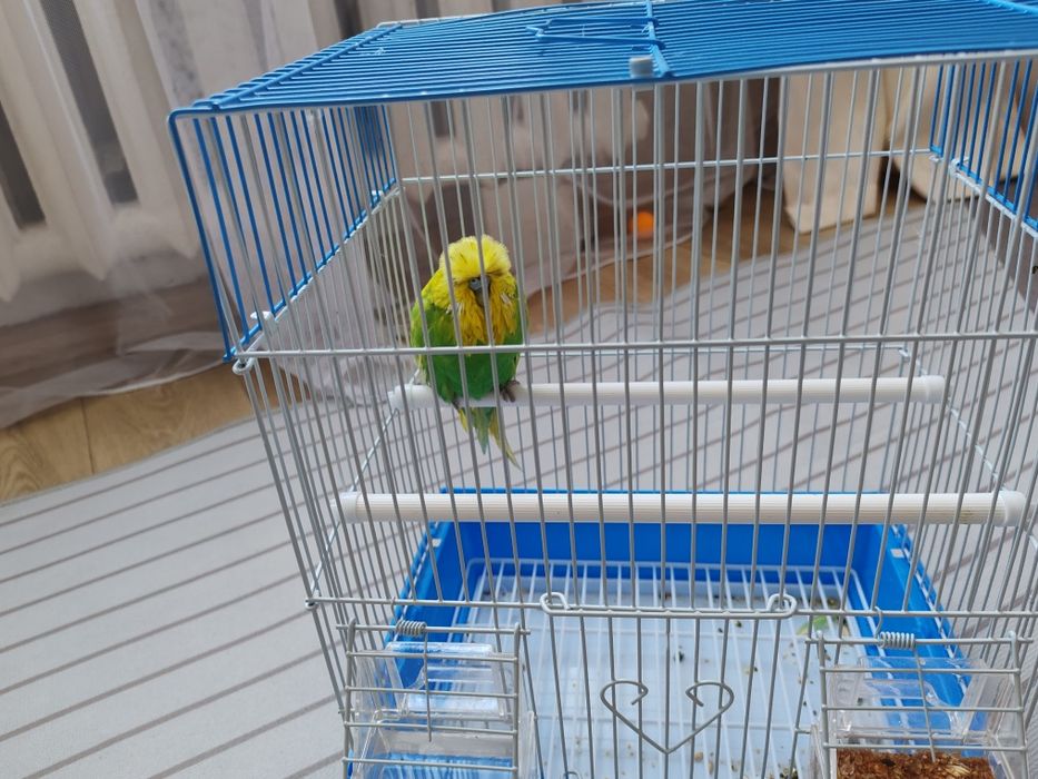 Королеский попугай и хомяк