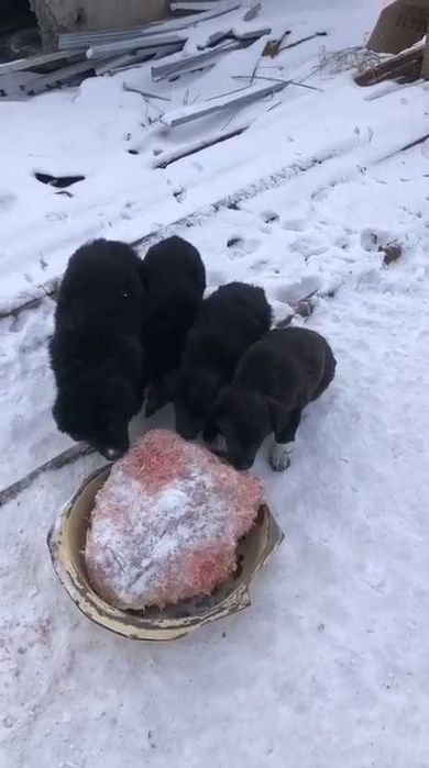 Щенкам нужен дом!