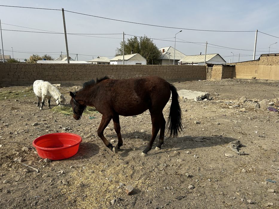 Пони сатылады төрт бас