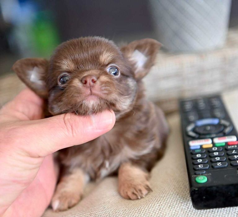 Мъжко миниатюрно дългокосместо чихуахуа шоколадов тен