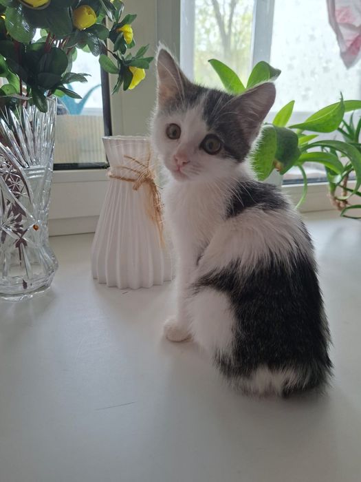 Котята девочки 2,5 месяцев