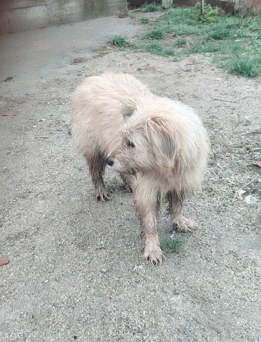 Câine disponibil pentru donație