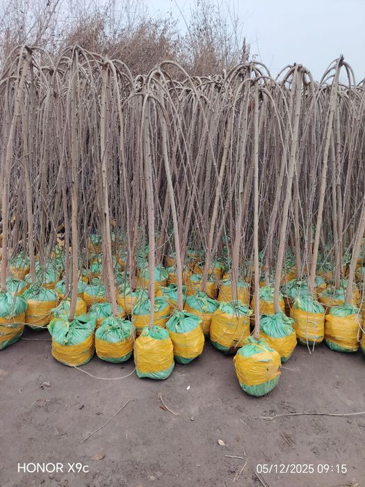 Декоративные дерево