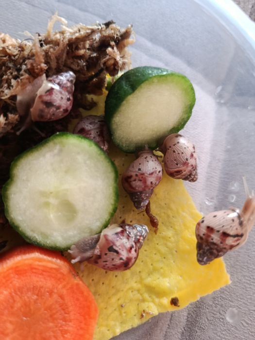 Продам улиток Ахатин