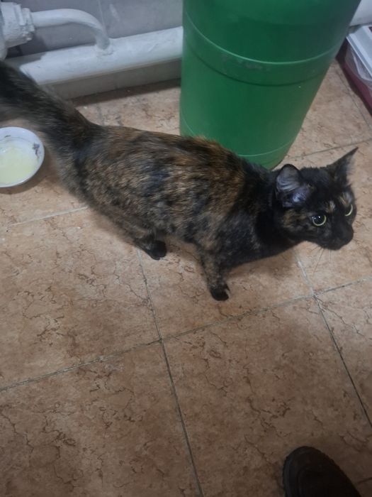 Отдам Кошку добрые руки