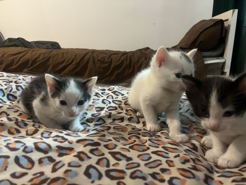 Котяты беспалатно