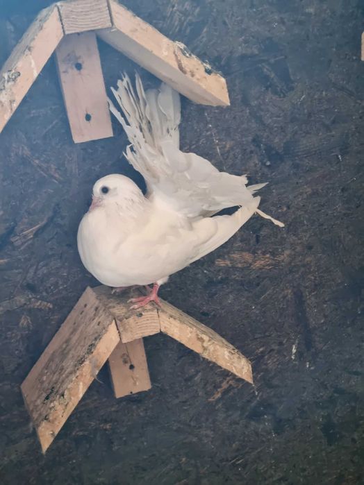 Porumbei rotati albi cu coada neagra,pescarusi chinezi,simi,standard