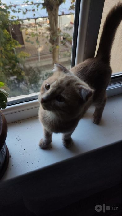 Кошка Шотландская Продается Срочно