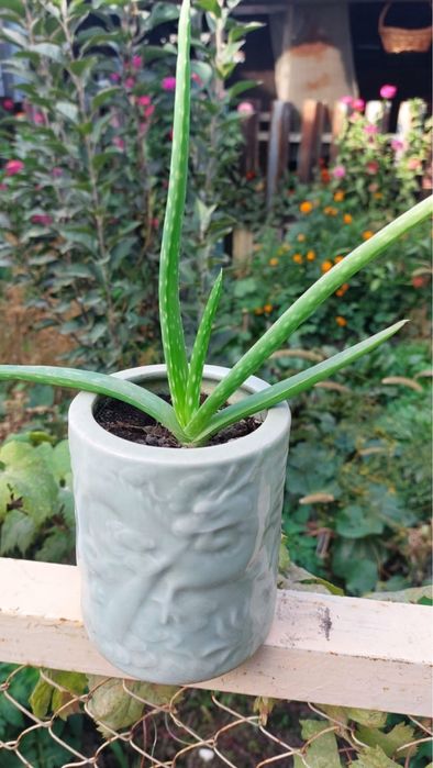 Продам алоэ комнатное растение