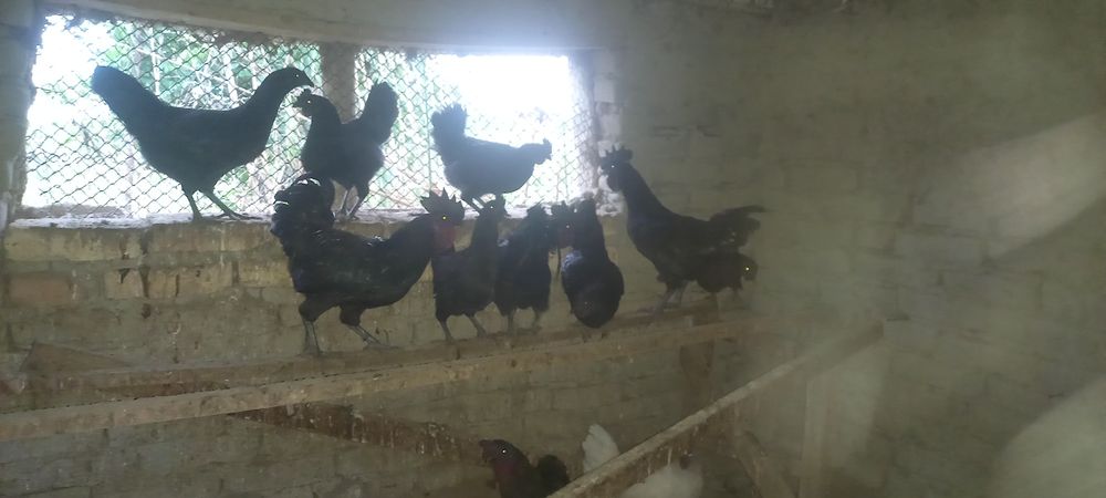 Uxiela tovuq va xo'rozlari sotiladi, tuxumi jo'ja chiqarish uchun