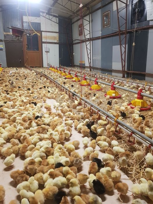 Vând pui de o zi,pui zburați!