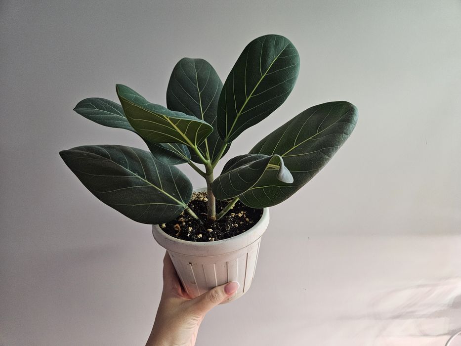 Фикус бенгальский 2000 тг