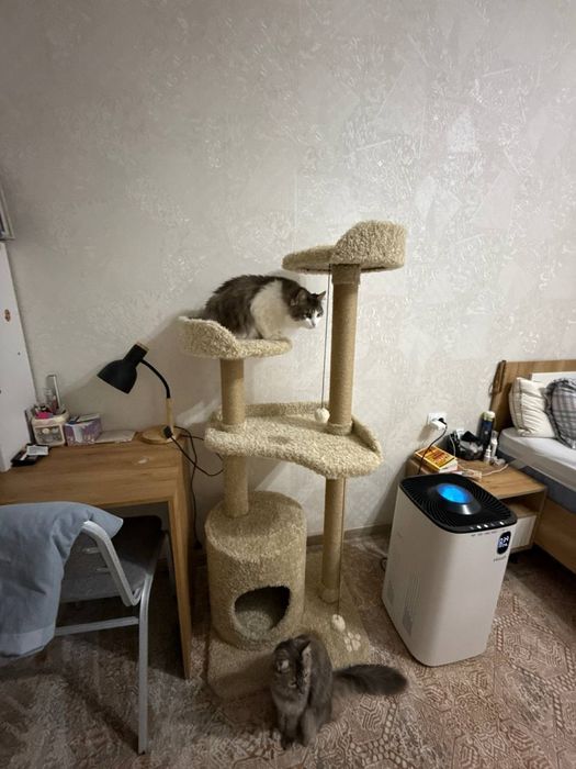 Домик для кошек. Когтеточка. Много ассортимента когтеточки