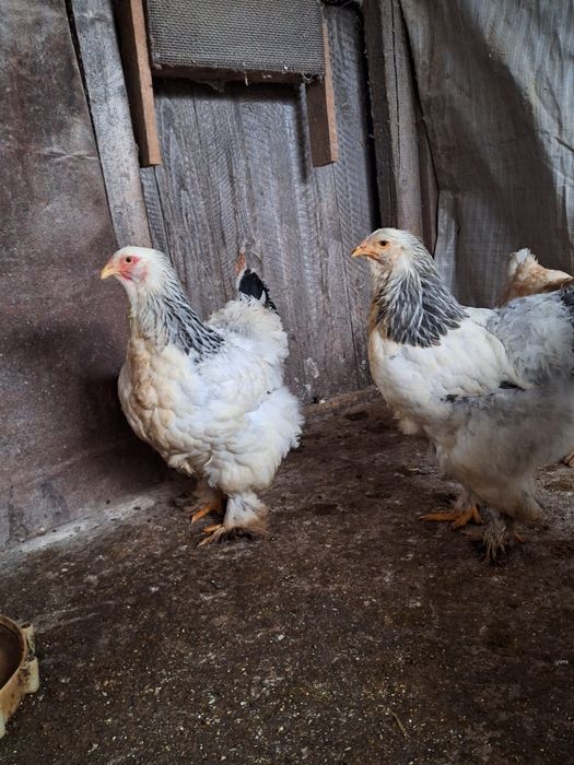 Familie de găini Brahma albe de vânzare!