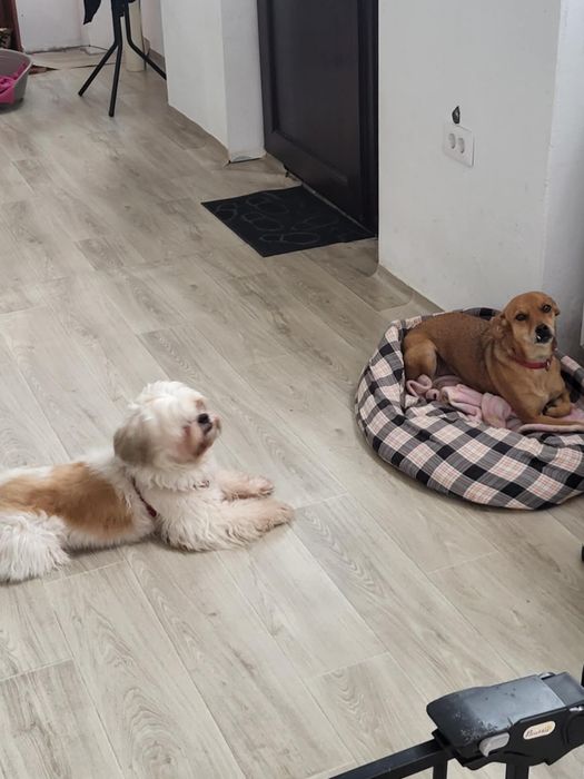 PetHotel Premium, servicii de cazare animale, caini