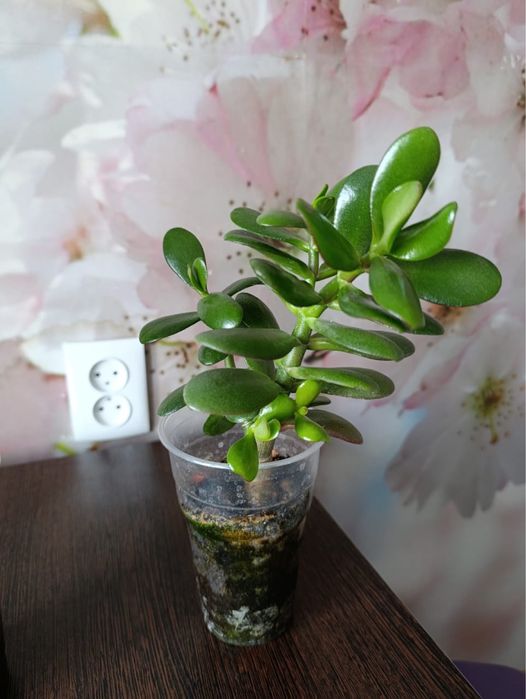 Денежное дерево отростки