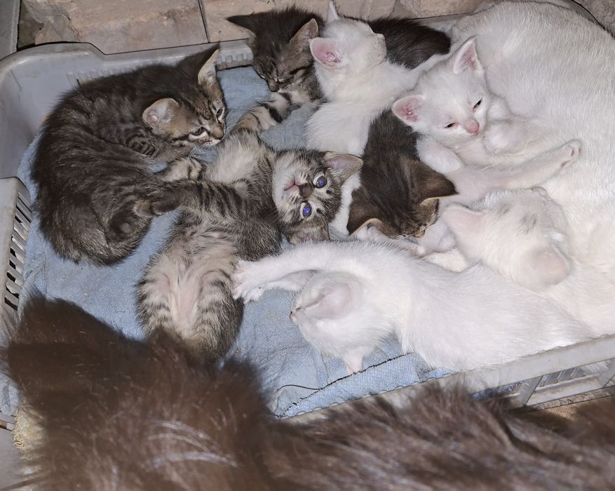 Котята в добрые руки