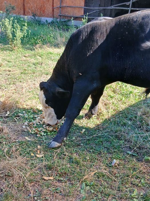 Vand tauras angus