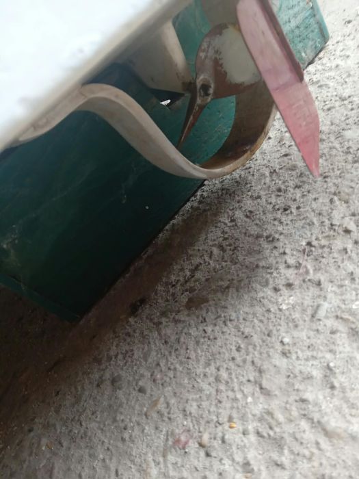 Vănd Bărcută pt plantat