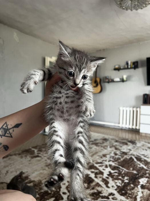 Отдам котят, все мальчики