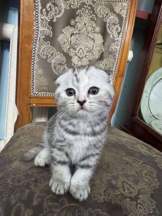 Котенок шотладской вислоухой