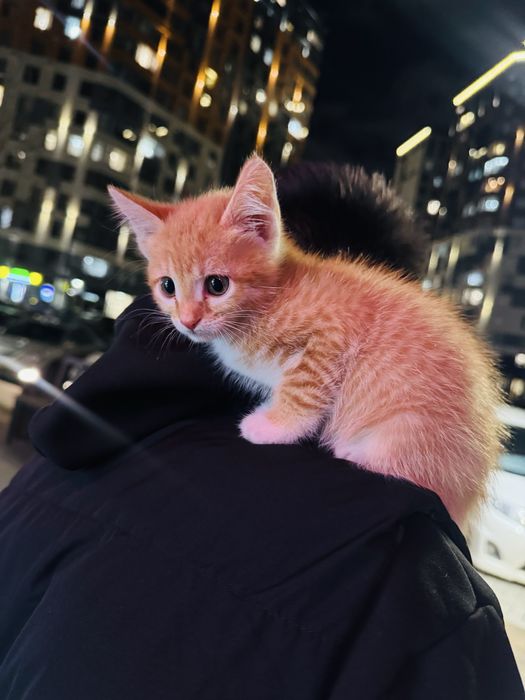 Рыжий котик бесплатно