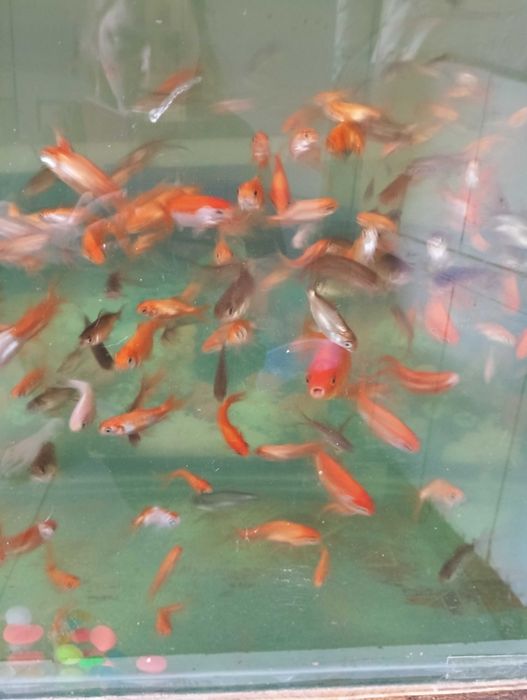 Продаются рыбки кометы