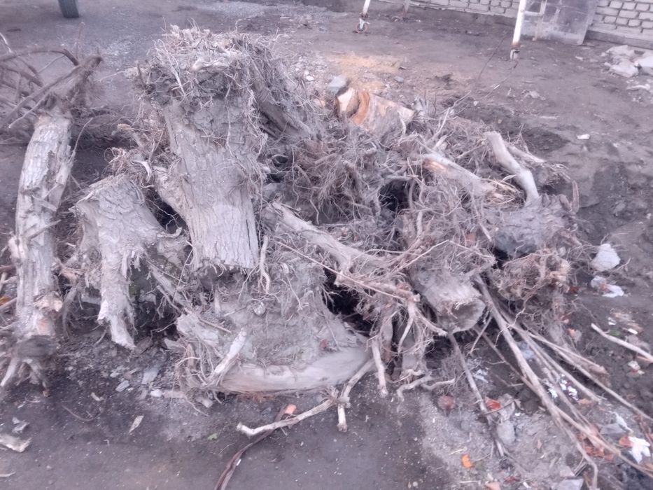 Томир ўтинлар сотилади 2 йиллик.