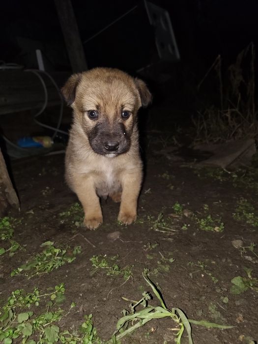 Donez căței foarte drăguți și jucăuși