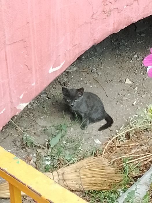 Отдадим котят в добрые руки