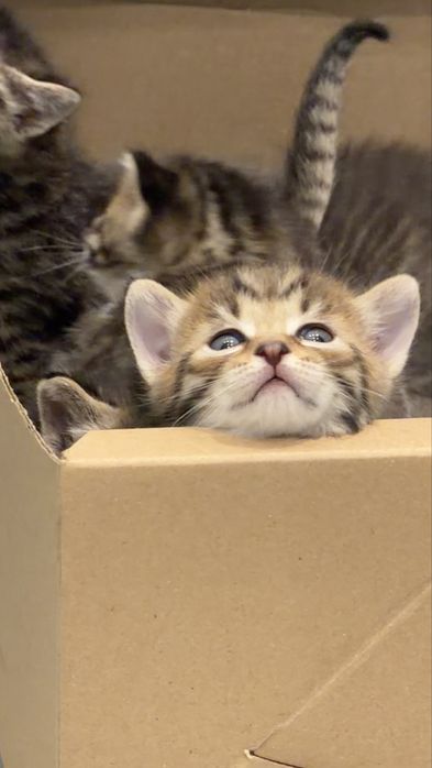 Котята! Срочно раздаем