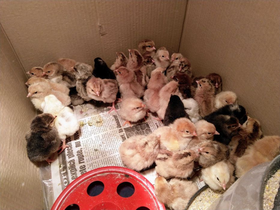 Pui de gaina romanesti de tara - 2-3 zile