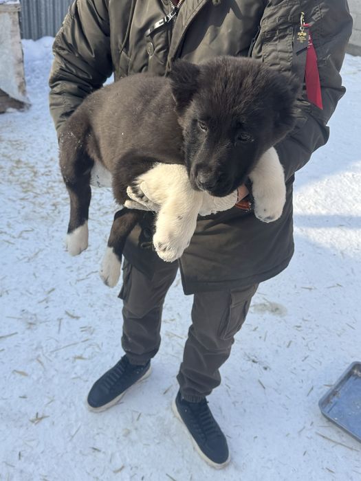 Продаю щенков САО (алабай)