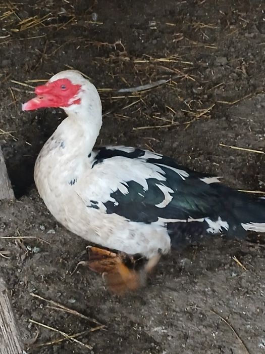 Vand trei ratoi mute