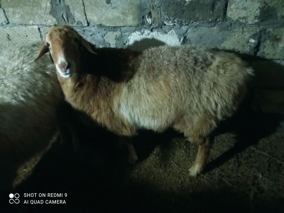 Кои сатылады 85-мын