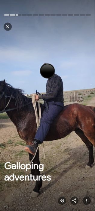 Айғыр сатылады 5 жасар