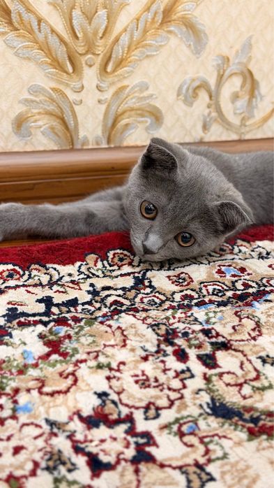 продается кошка скотишфолд