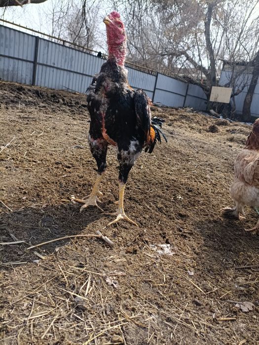 Продам дакана ..